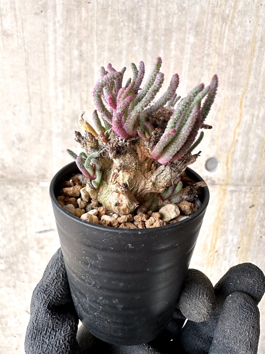 【現品限り】フィロボルス・レスルゲンス【L33】 Phyllobolus resurgens