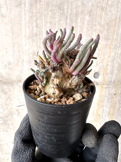 【現品限り】フィロボルス・レスルゲンス【L33】 Phyllobolus resurgens