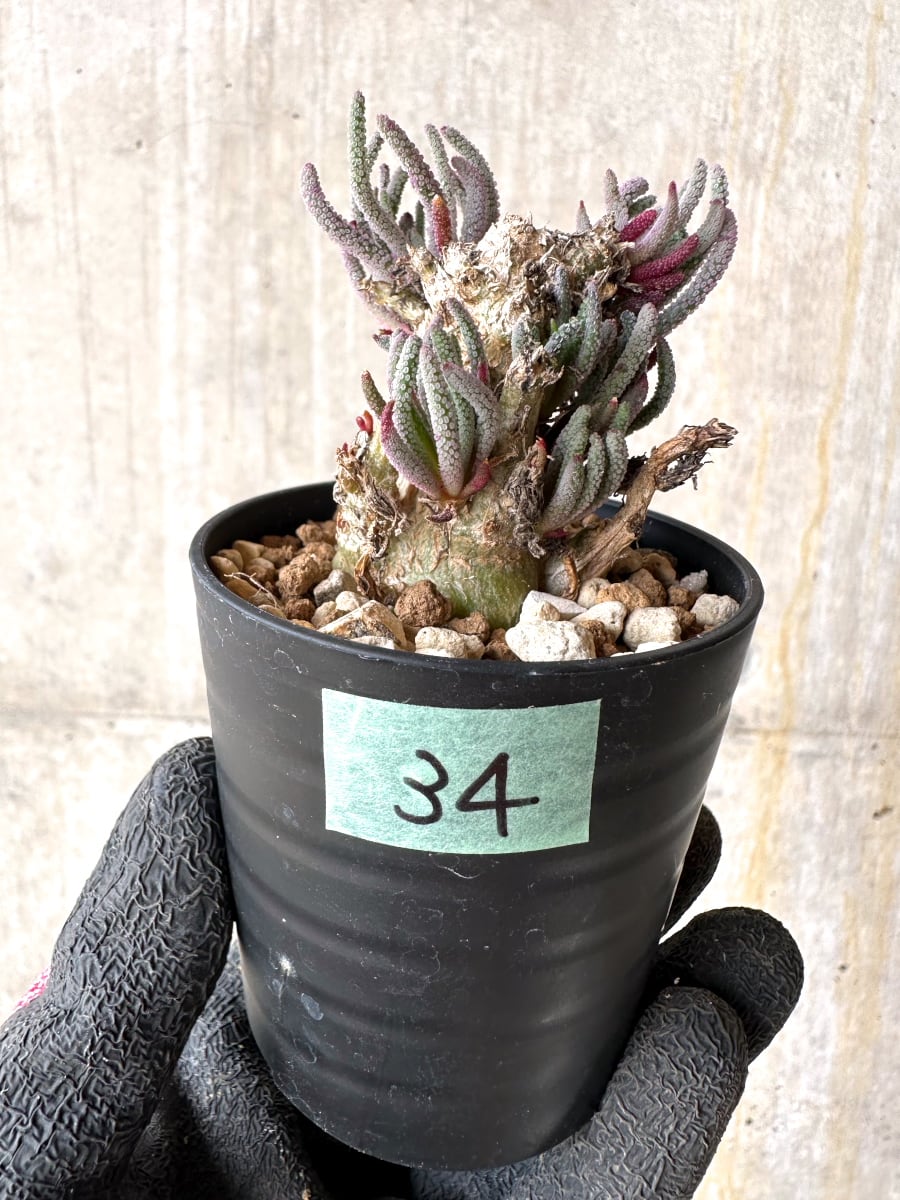 【現品限り】フィロボルス・レスルゲンス【L34】 Phyllobolus resurgens