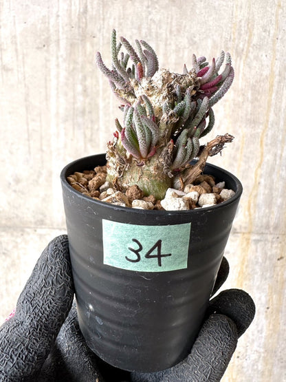 【現品限り】フィロボルス・レスルゲンス【L34】 Phyllobolus resurgens