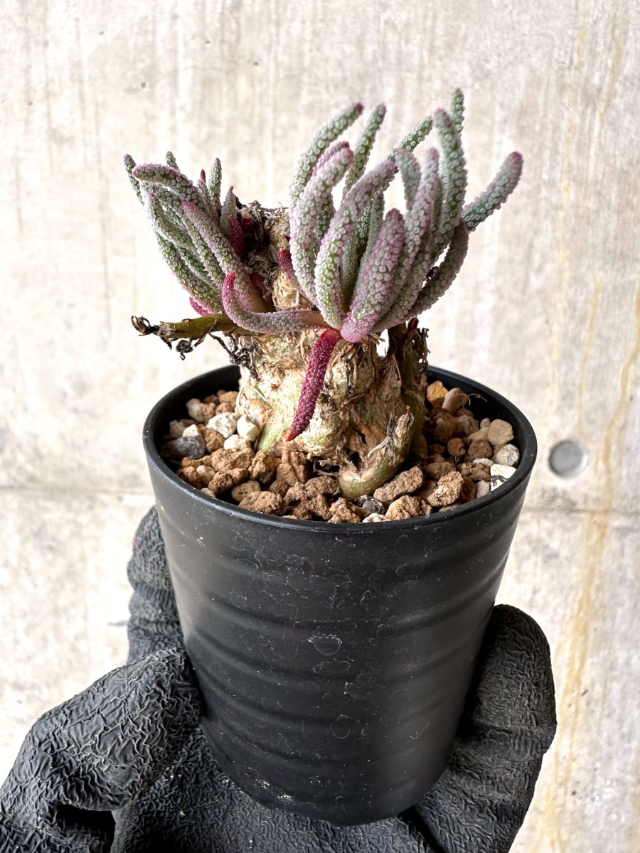 【現品限り】フィロボルス・レスルゲンス【L34】 Phyllobolus resurgens