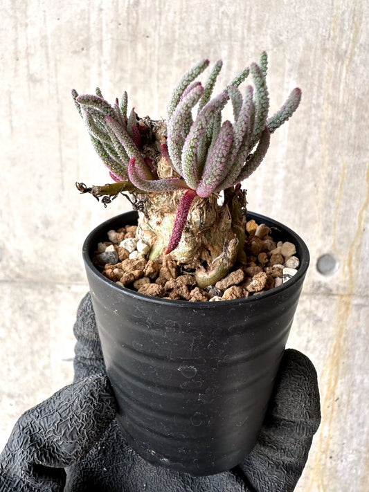 【現品限り】フィロボルス・レスルゲンス【L34】 Phyllobolus resurgens