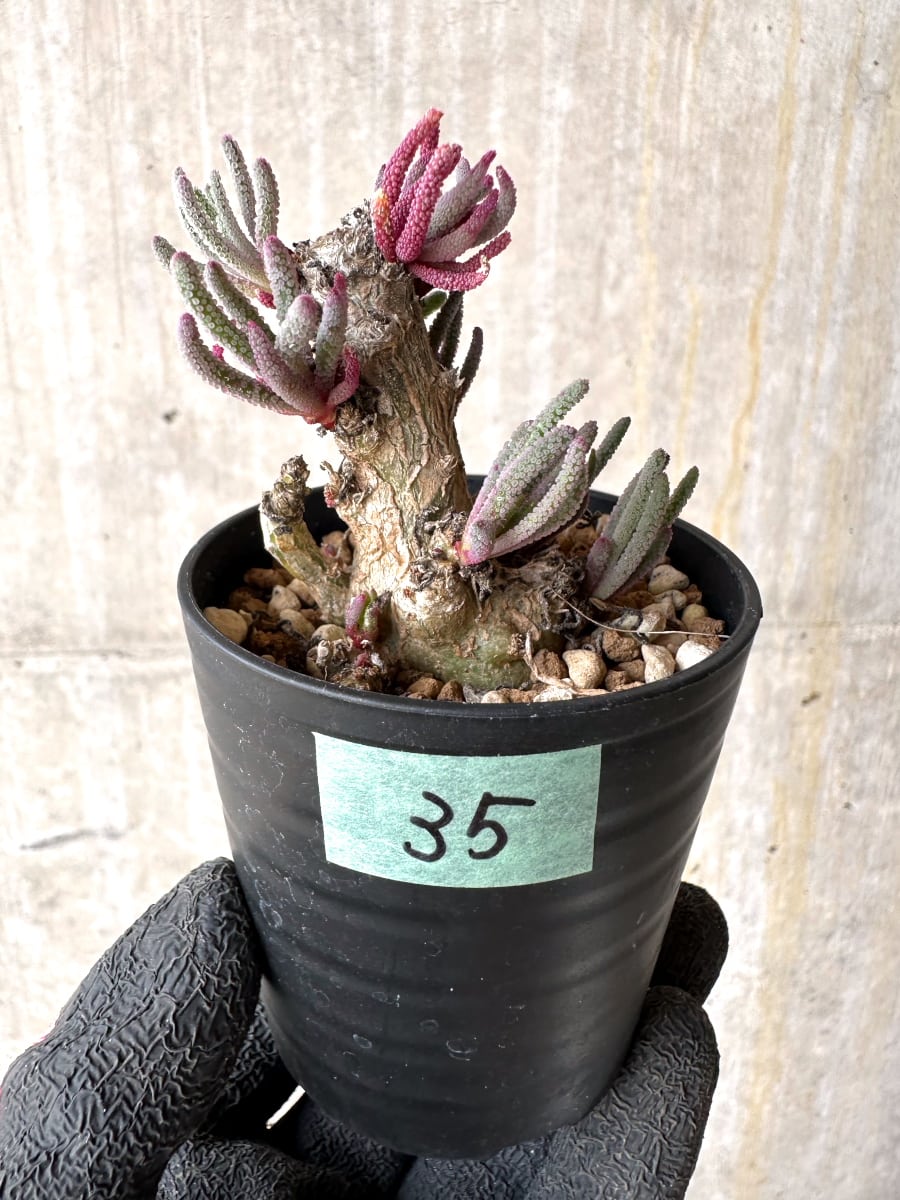【現品限り】フィロボルス・レスルゲンス【L35】 Phyllobolus resurgens