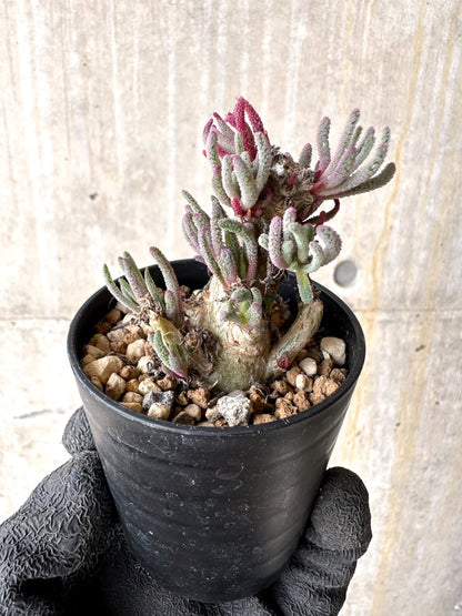 【現品限り】フィロボルス・レスルゲンス【L35】 Phyllobolus resurgens