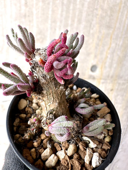 【現品限り】フィロボルス・レスルゲンス【L35】 Phyllobolus resurgens