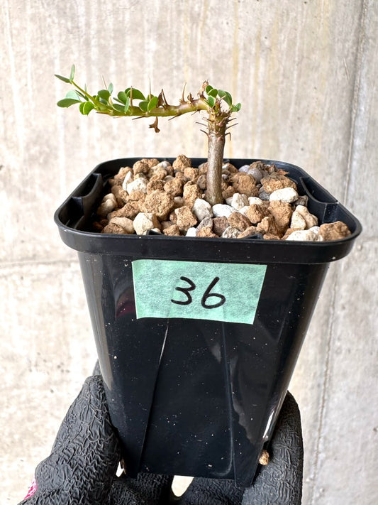 【現品限り】サルコカウロン・バンデリエティアエ【L36】 Sarcocaulon vanderietiae