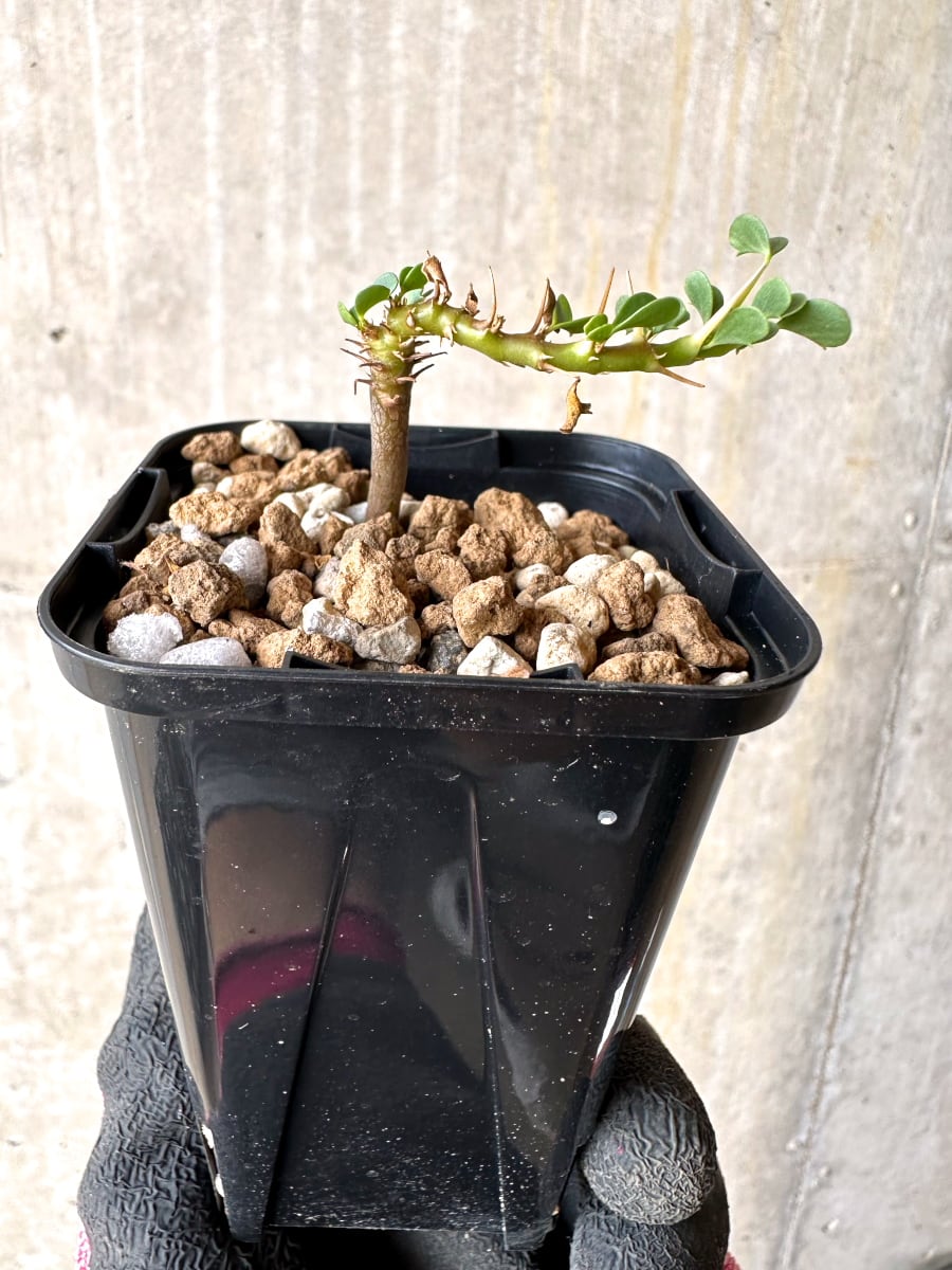 【現品限り】サルコカウロン・バンデリエティアエ【L36】 Sarcocaulon vanderietiae