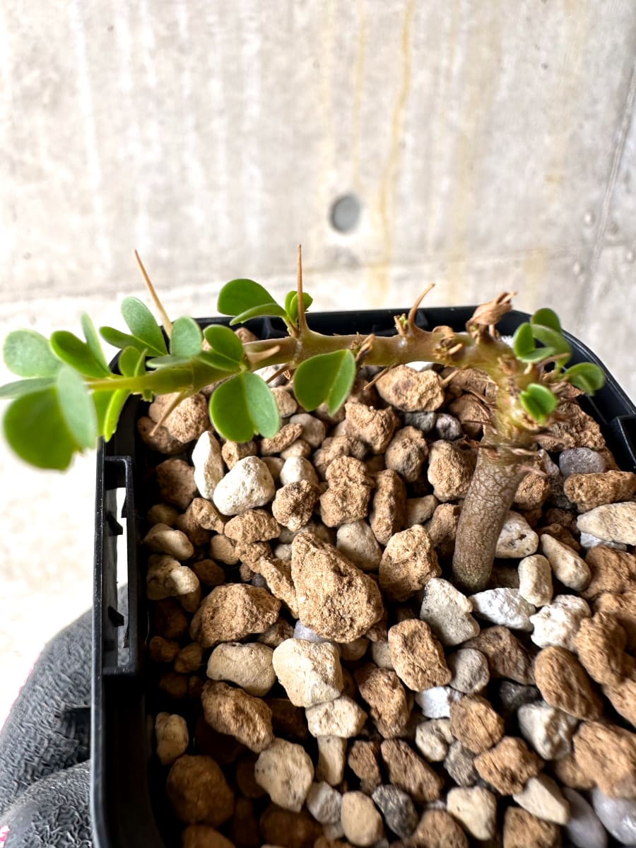 現品限り】サルコカウロン・バンデリエティアエ【L36】 Sarcocaulon