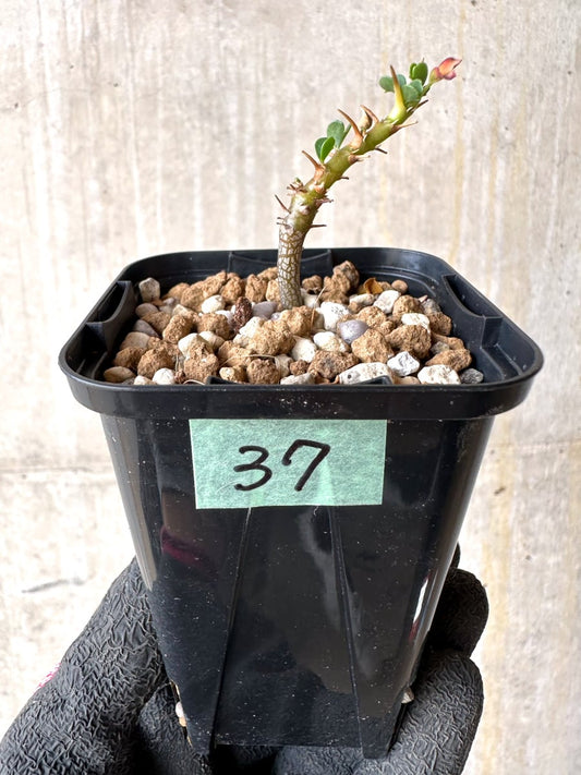 【現品限り】サルコカウロン・バンデリエティアエ【L37】 Sarcocaulon vanderietiae