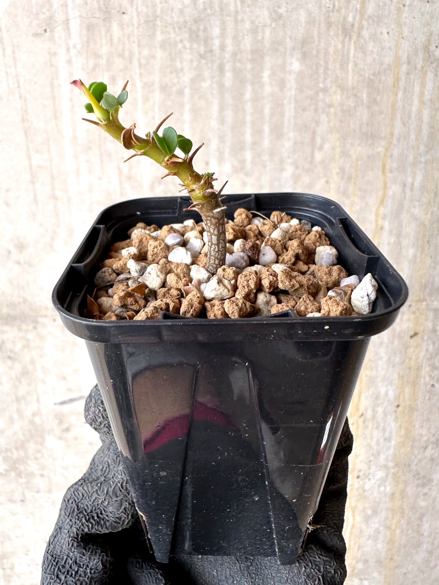 【現品限り】サルコカウロン・バンデリエティアエ【L37】 Sarcocaulon vanderietiae