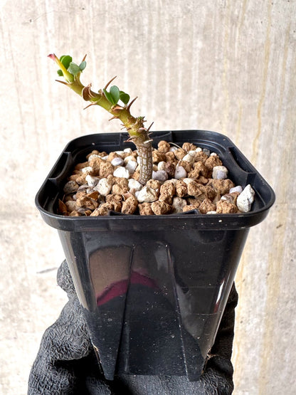 【現品限り】サルコカウロン・バンデリエティアエ【L37】 Sarcocaulon vanderietiae