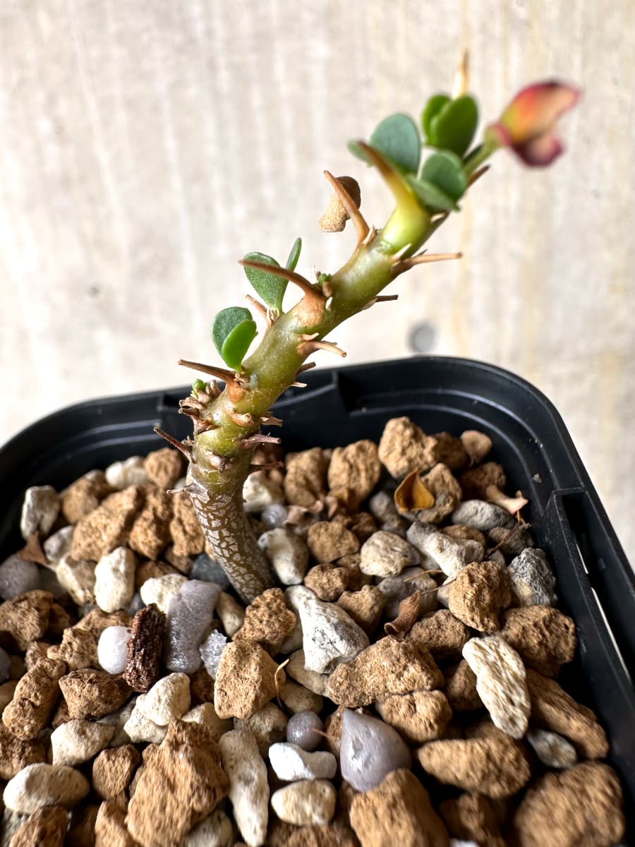 【現品限り】サルコカウロン・バンデリエティアエ【L37】 Sarcocaulon vanderietiae