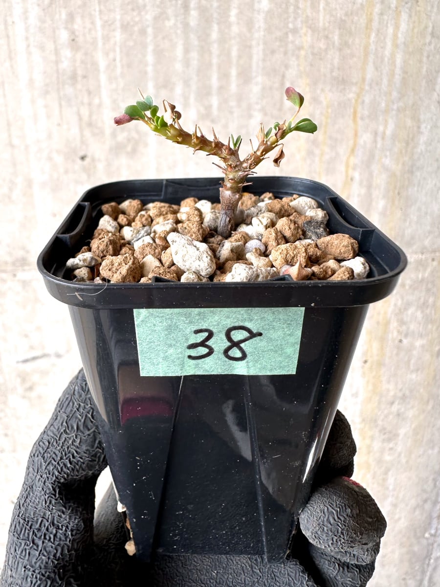 【現品限り】サルコカウロン・バンデリエティアエ【L38】 Sarcocaulon vanderietiae