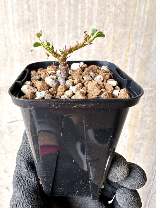 【現品限り】サルコカウロン・バンデリエティアエ【L38】 Sarcocaulon vanderietiae