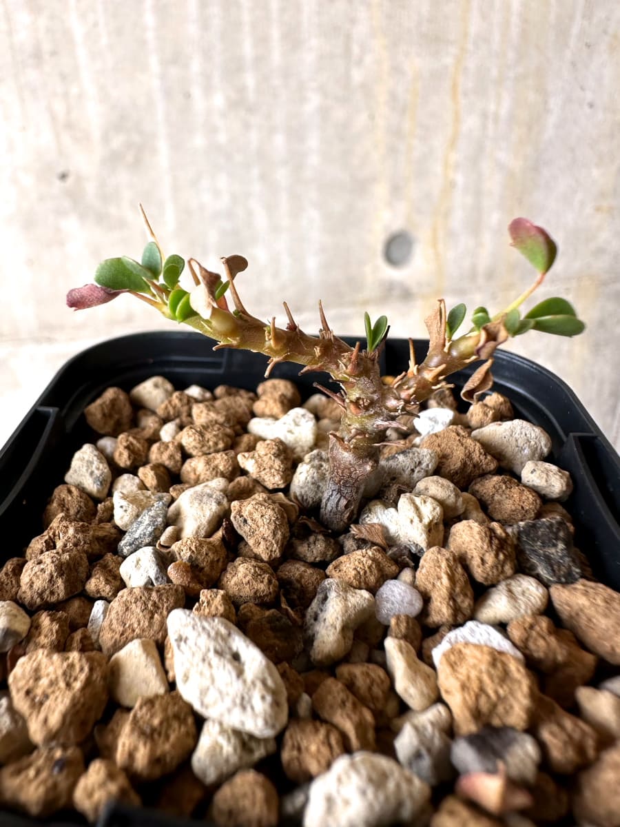 現品限り】サルコカウロン・バンデリエティアエ【L38】 Sarcocaulon