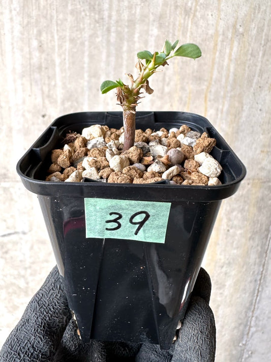 【現品限り】サルコカウロン・バンデリエティアエ【L39】 Sarcocaulon vanderietiae