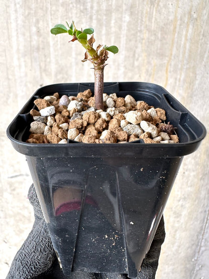 【現品限り】サルコカウロン・バンデリエティアエ【L39】 Sarcocaulon vanderietiae