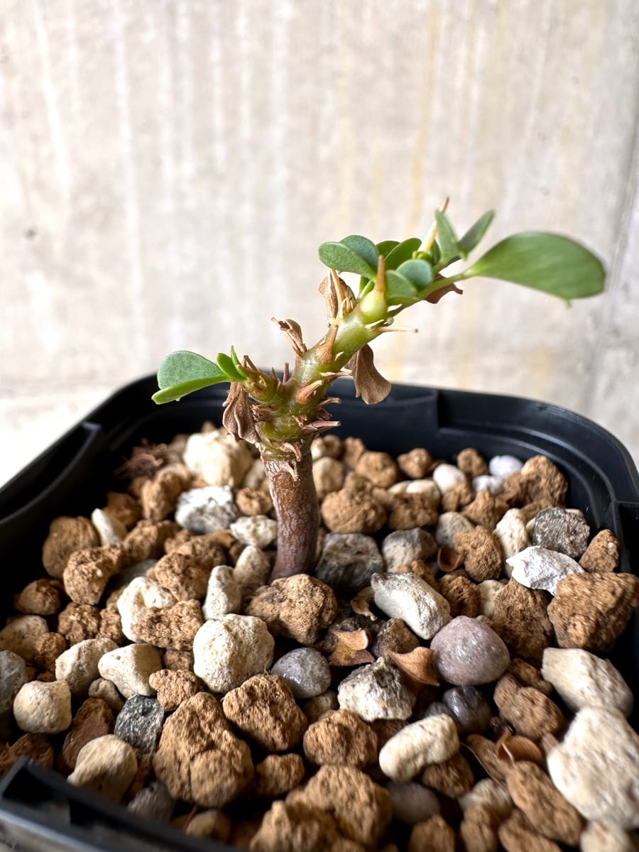 【現品限り】サルコカウロン・バンデリエティアエ【L39】 Sarcocaulon vanderietiae