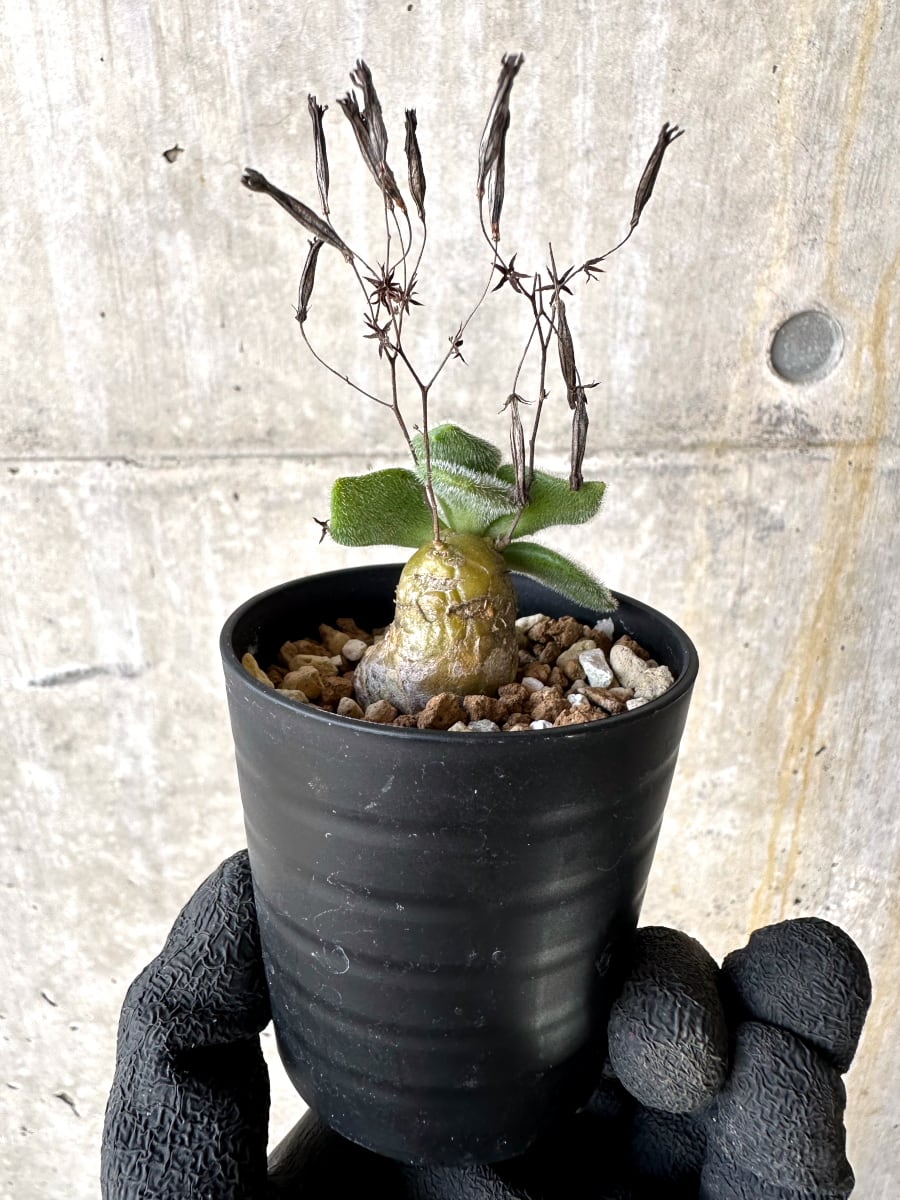 【現品限り】チレコドン・ノルティ【L3】 Tylecodon nolteei