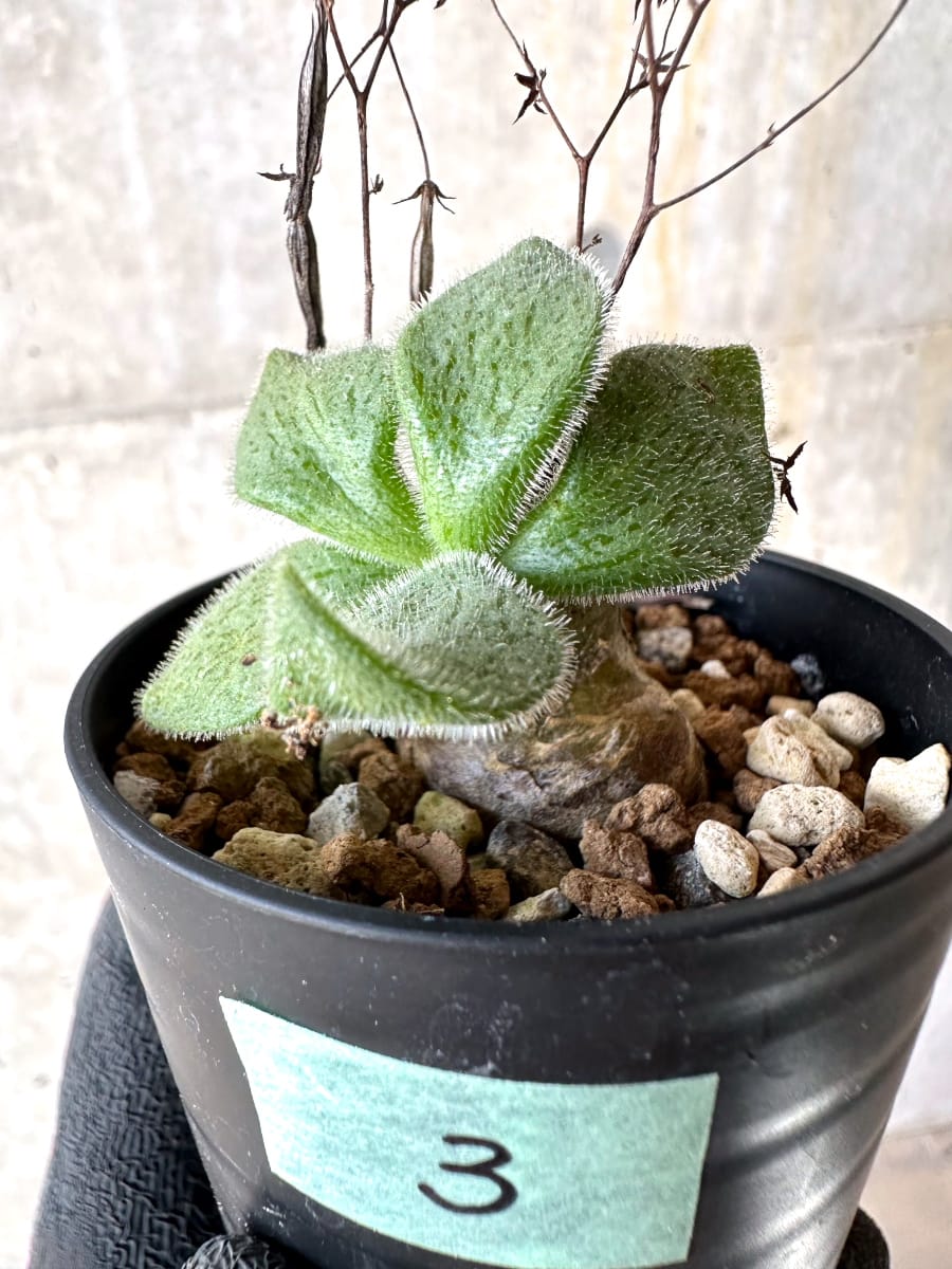 【現品限り】チレコドン・ノルティ【L3】 Tylecodon nolteei