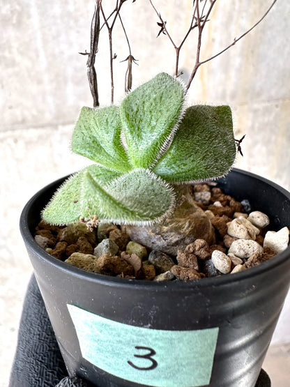 【現品限り】チレコドン・ノルティ【L3】 Tylecodon nolteei