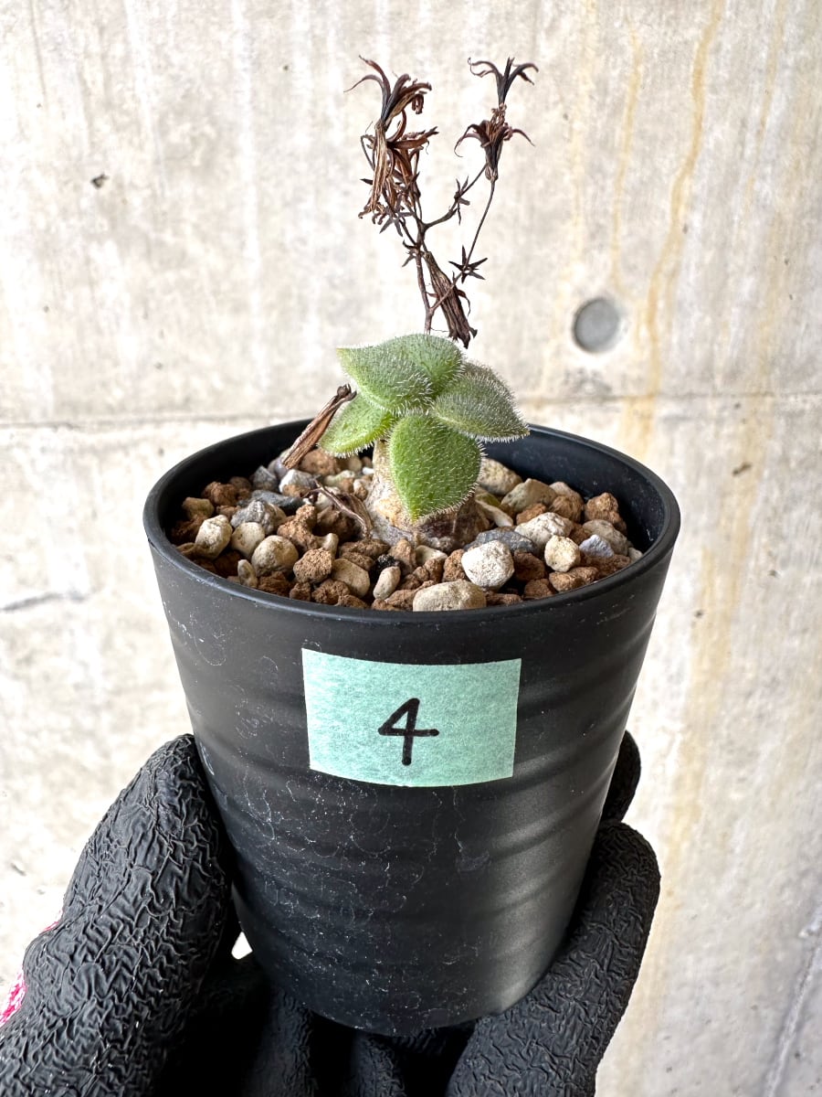 【現品限り】チレコドン・ノルティ【L4】 Tylecodon nolteei