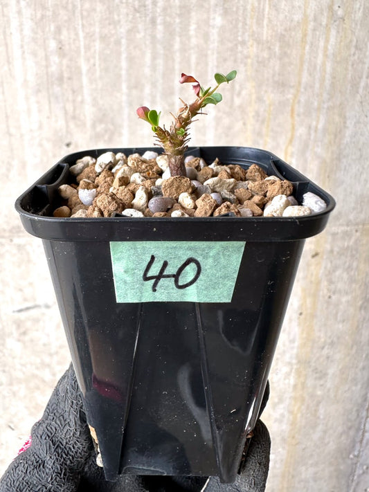 【現品限り】サルコカウロン・バンデリエティアエ【L40】 Sarcocaulon vanderietiae