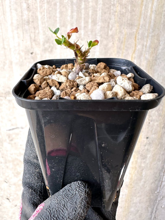 【現品限り】サルコカウロン・バンデリエティアエ【L40】 Sarcocaulon vanderietiae