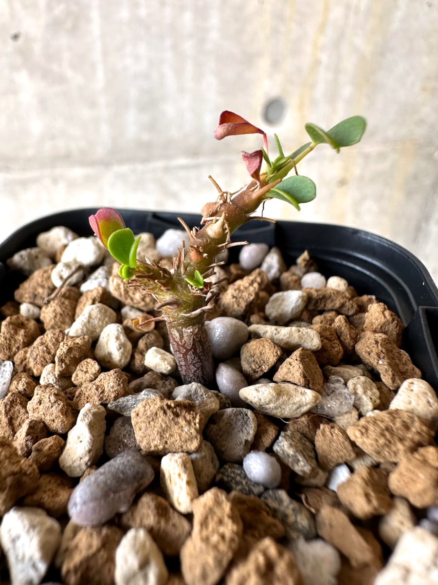 【現品限り】サルコカウロン・バンデリエティアエ【L40】 Sarcocaulon vanderietiae