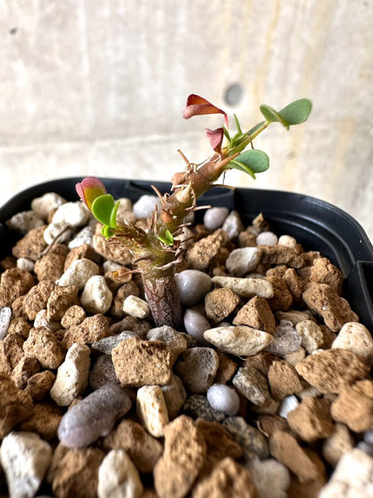 【現品限り】サルコカウロン・バンデリエティアエ【L40】 Sarcocaulon vanderietiae