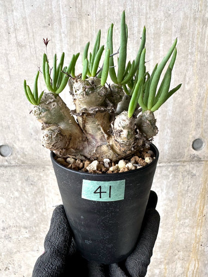 【現品限り】チレコドン・レティキュラータス 現地株 発根済み 万物想【L41】 Tylecodon reticulatus
