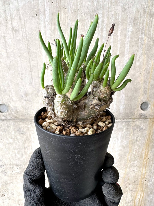 【現品限り】チレコドン・レティキュラータス 現地株 発根済み 万物想【L41】 Tylecodon reticulatus