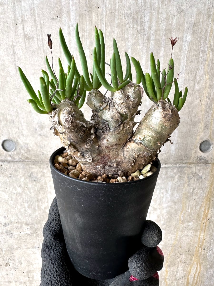 【現品限り】チレコドン・レティキュラータス 現地株 発根済み 万物想【L41】 Tylecodon reticulatus