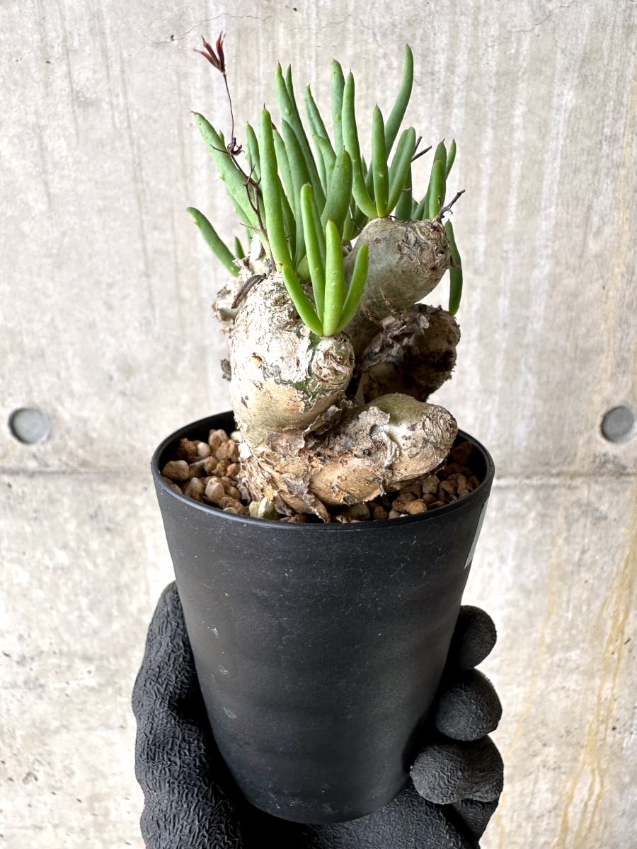 【現品限り】チレコドン・レティキュラータス 現地株 発根済み 万物想【L41】 Tylecodon reticulatus