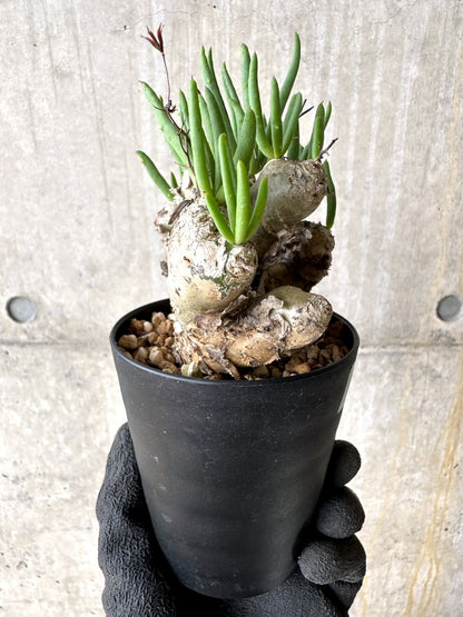 【現品限り】チレコドン・レティキュラータス 現地株 発根済み 万物想【L41】 Tylecodon reticulatus