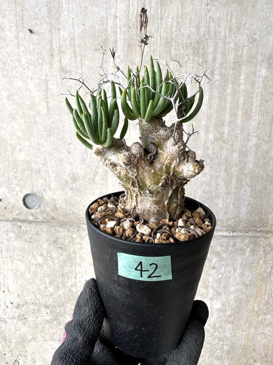 【現品限り】チレコドン・レティキュラータス 現地株 発根済み 万物想【L42】 Tylecodon reticulatus