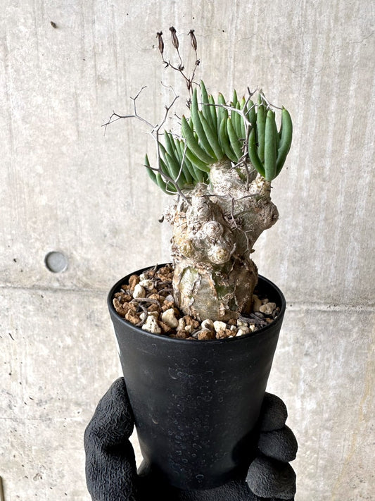 【現品限り】チレコドン・レティキュラータス 現地株 発根済み 万物想【L42】 Tylecodon reticulatus