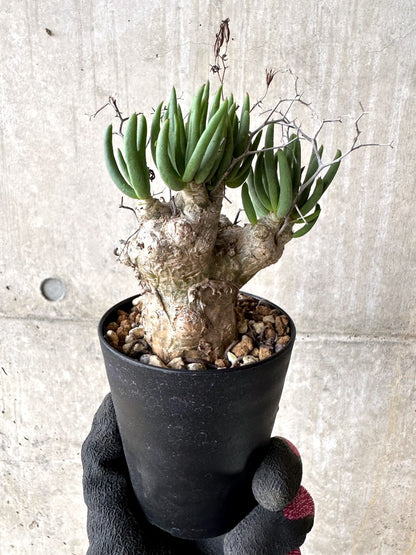 【現品限り】チレコドン・レティキュラータス 現地株 発根済み 万物想【L42】 Tylecodon reticulatus