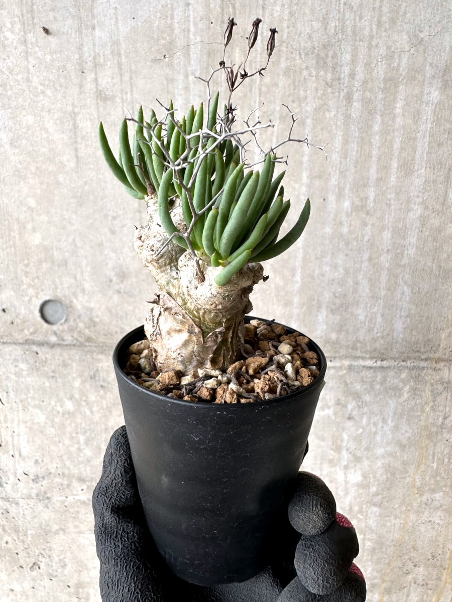 【現品限り】チレコドン・レティキュラータス 現地株 発根済み 万物想【L42】 Tylecodon reticulatus