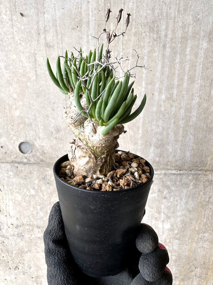 【現品限り】チレコドン・レティキュラータス 現地株 発根済み 万物想【L42】 Tylecodon reticulatus