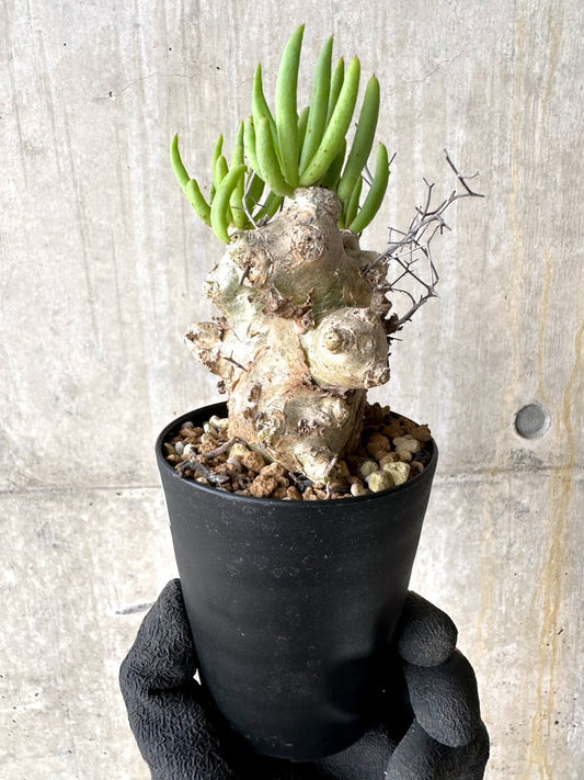 【現品限り】チレコドン・レティキュラータス 現地株 発根済み 万物想【L43】 Tylecodon reticulatus