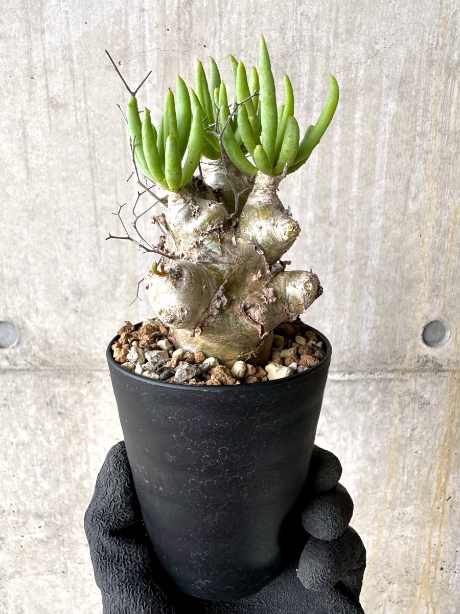 【現品限り】チレコドン・レティキュラータス 現地株 発根済み 万物想【L43】 Tylecodon reticulatus