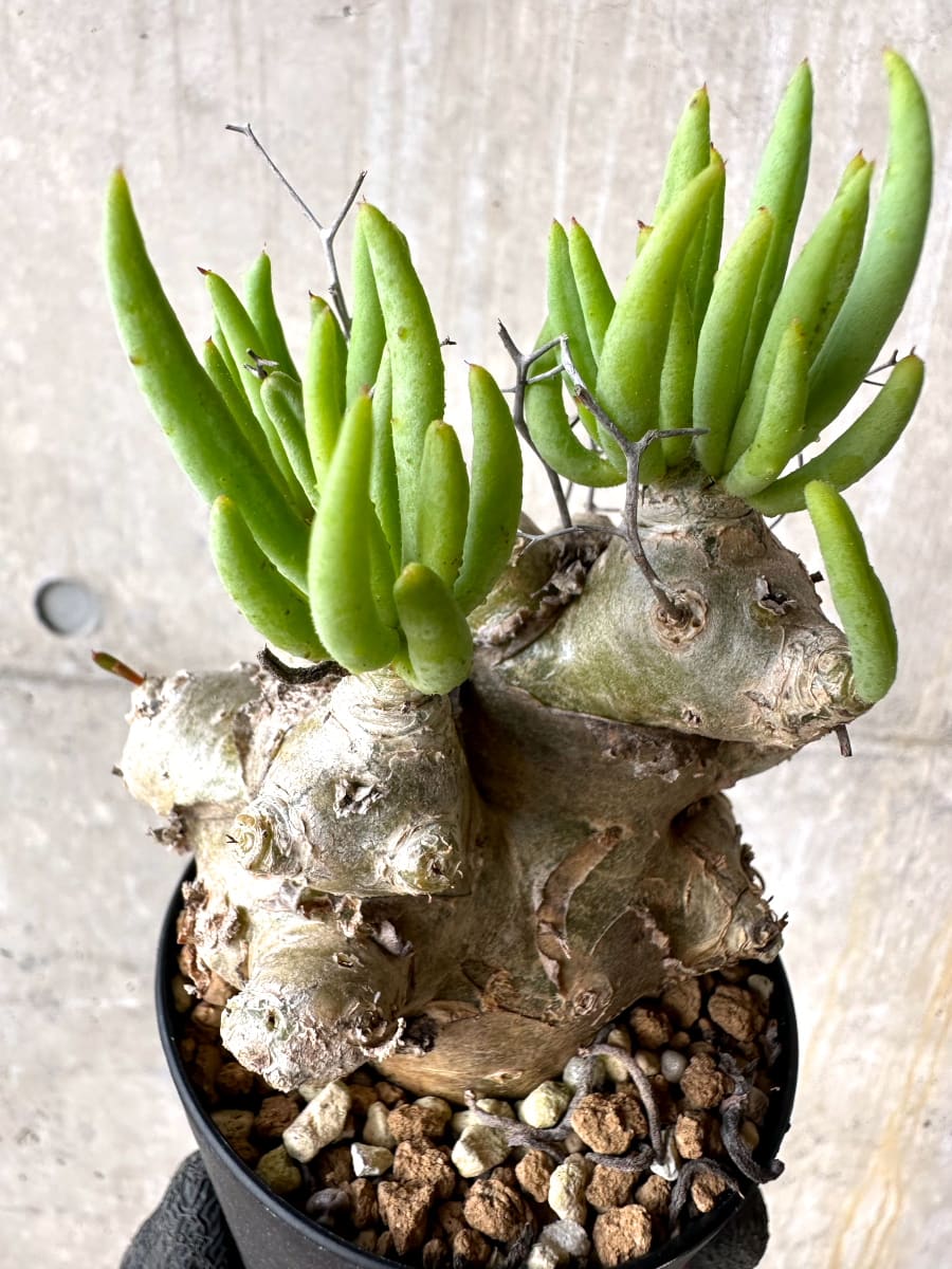 【現品限り】チレコドン・レティキュラータス 現地株 発根済み 万物想【L43】 Tylecodon reticulatus