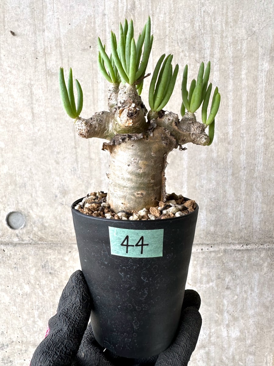 【現品限り】チレコドン・レティキュラータス 現地株 発根済み 万物想【L44】 Tylecodon reticulatus