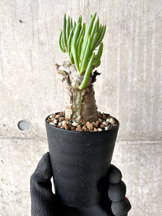 【現品限り】チレコドン・レティキュラータス 現地株 発根済み 万物想【L44】 Tylecodon reticulatus