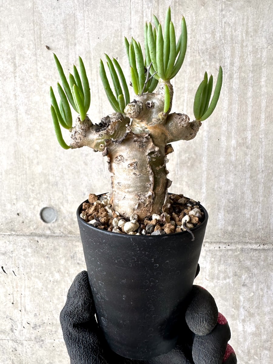 【現品限り】チレコドン・レティキュラータス 現地株 発根済み 万物想【L44】 Tylecodon reticulatus