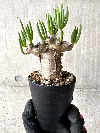 【現品限り】チレコドン・レティキュラータス 現地株 発根済み 万物想【L44】 Tylecodon reticulatus