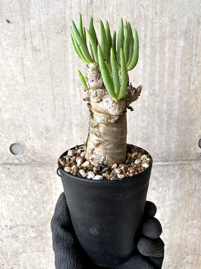 【現品限り】チレコドン・レティキュラータス 現地株 発根済み 万物想【L44】 Tylecodon reticulatus