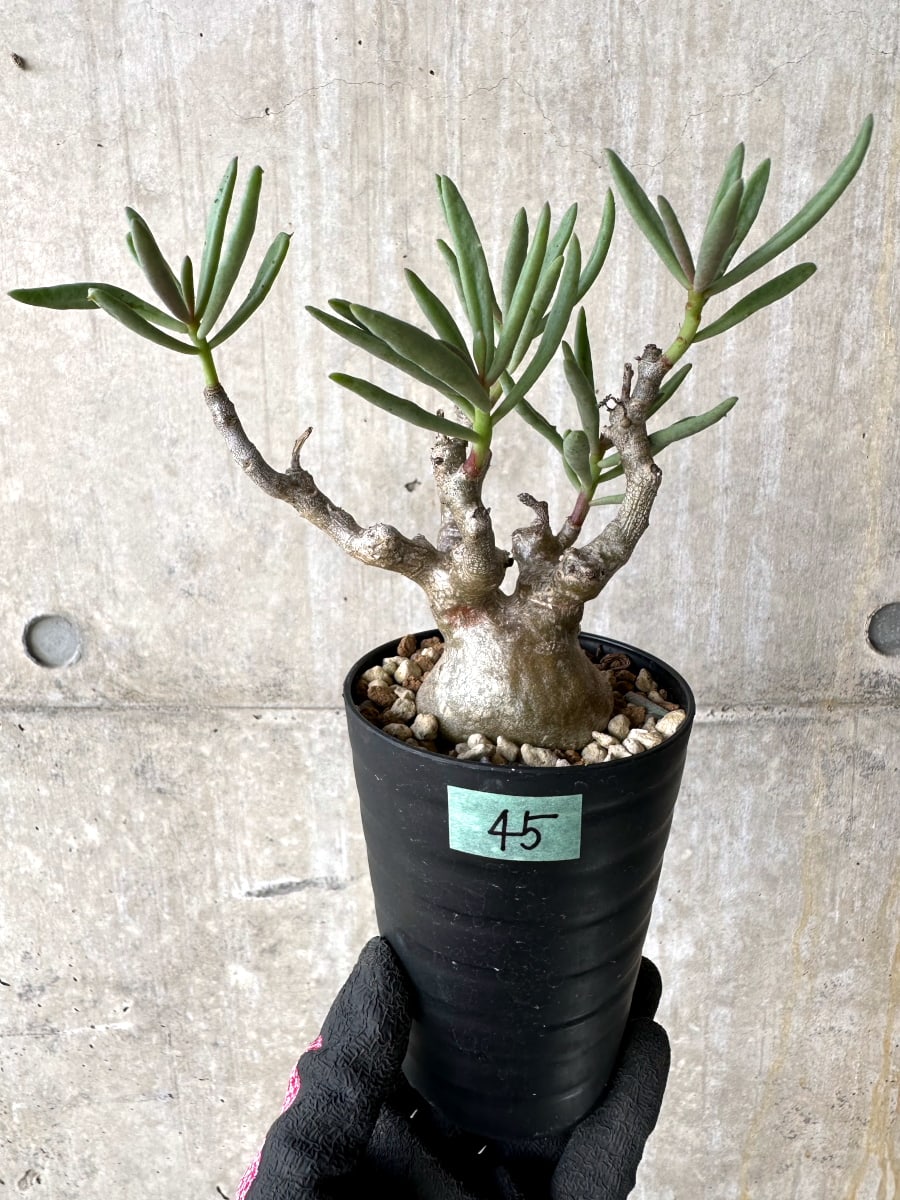 【現品限り】チレコドン・フラギリス【L45】 Tylecodon fragilis