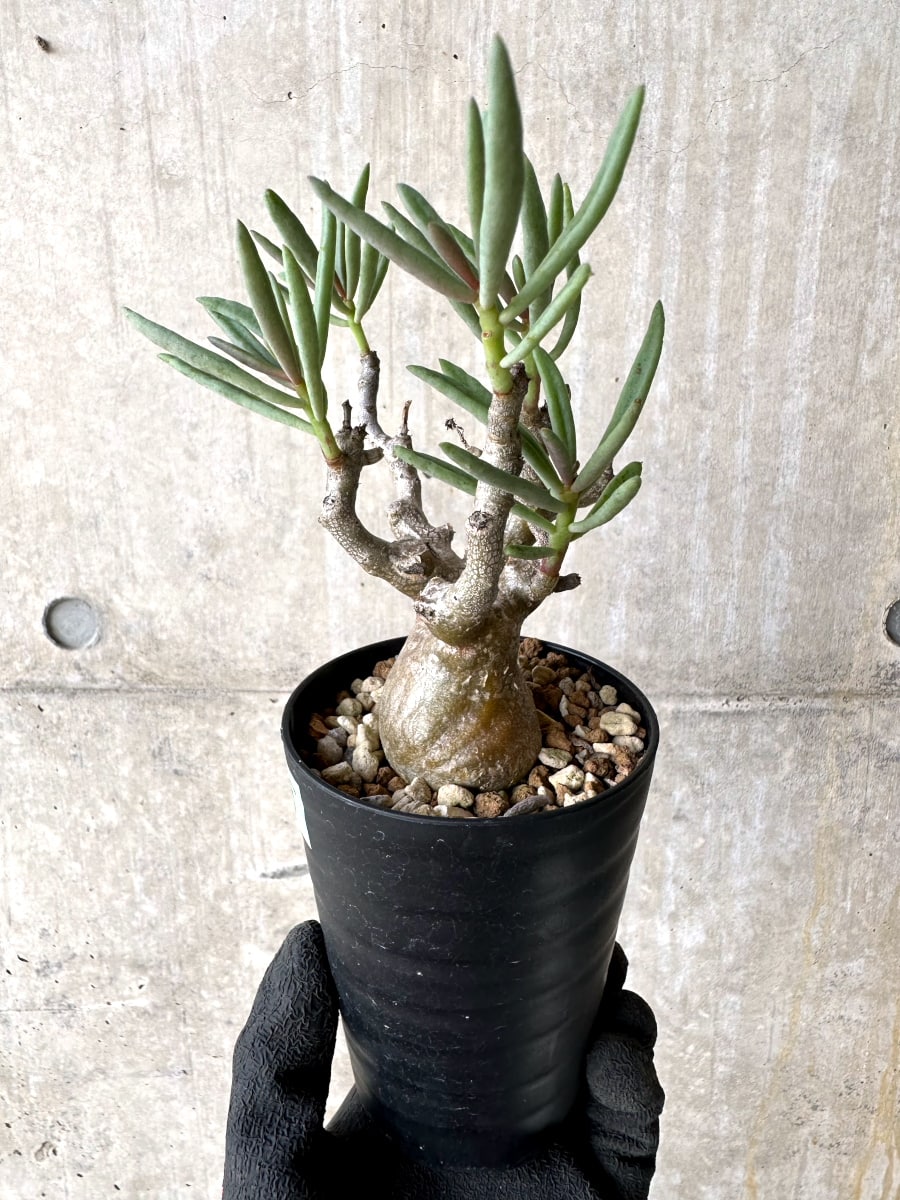 【現品限り】チレコドン・フラギリス【L45】 Tylecodon fragilis